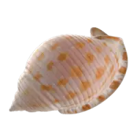 shell_1.png